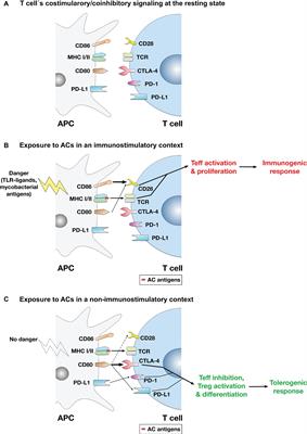 A Model for Apoptotic-Cell-Mediated Adaptive Immune Evasion via CD80–CTLA-4 Signaling